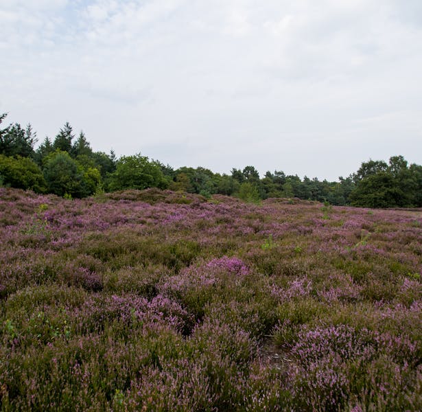 Bergsham; paars bloeiende heide en bos op de achtergrond.