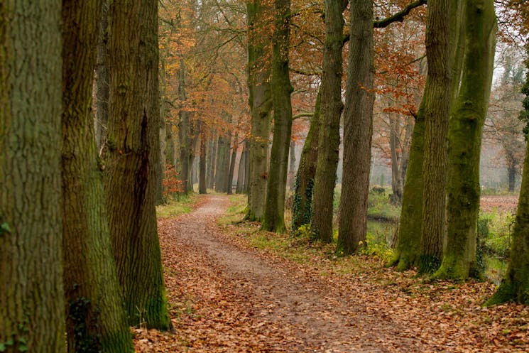 Bonenburg bos herfst