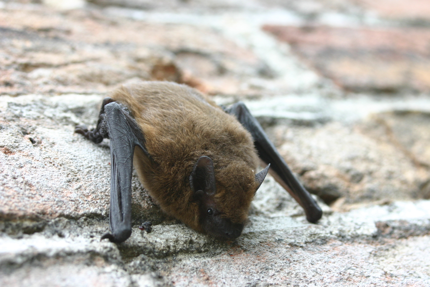 Landgoed Bonenburg; gewone dwergvleermuis op muur