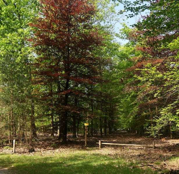 Wandelpad met groengeel bord van Geldersch Landschap & Kasteelen in bosgebied Bruggelen.