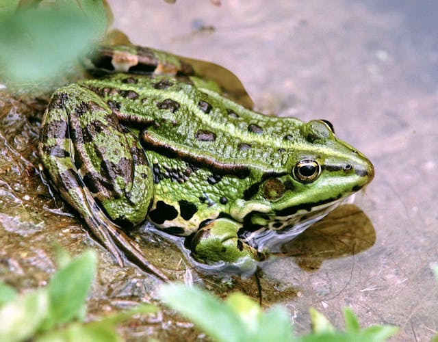 Dijkhuizen groene kikker