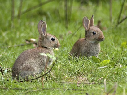 Lichtenbeek konijnen