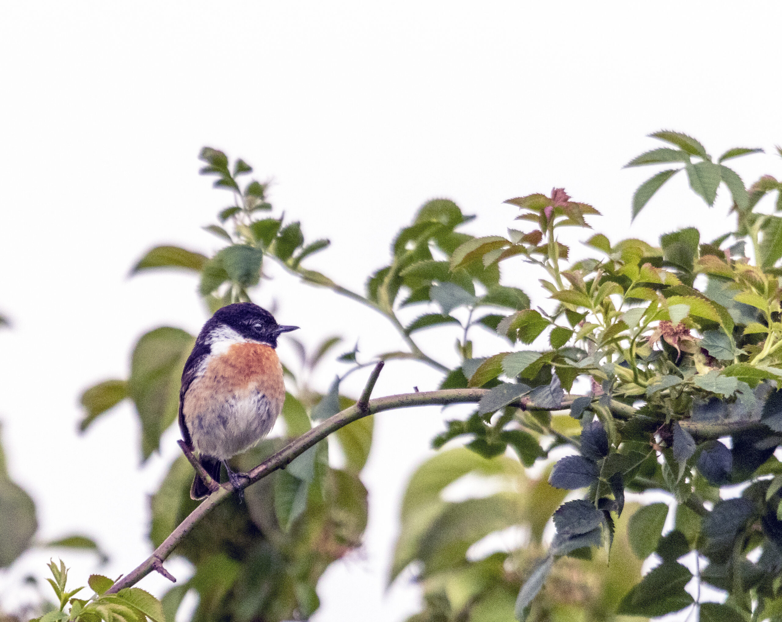 Liendense Waard Roodborsttapuit