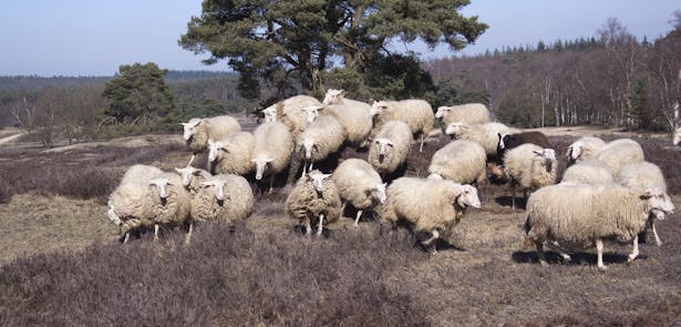 Loenermark schapen