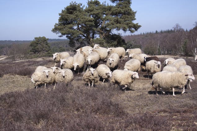 Loenermark schapen