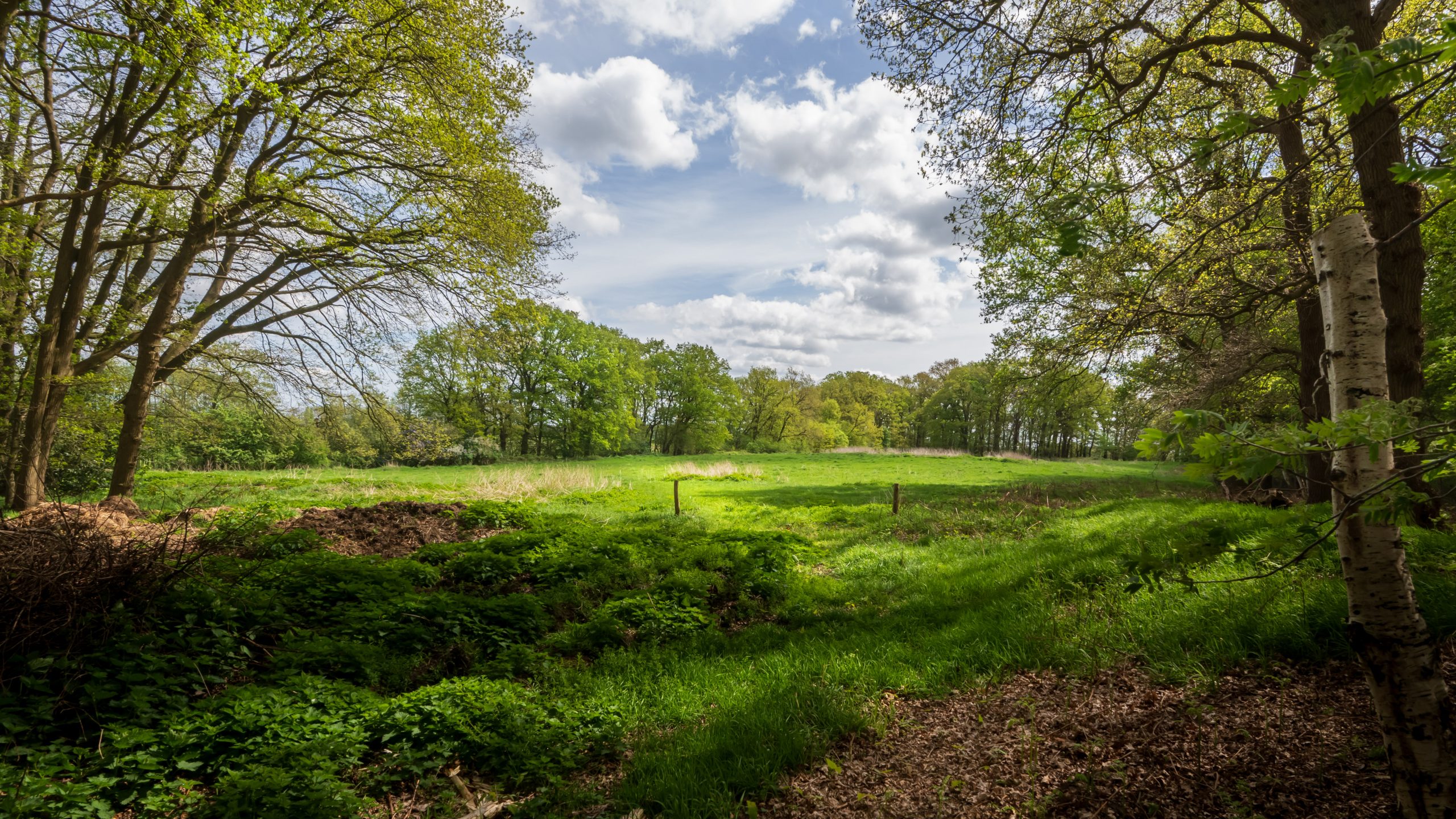 Lentelandschap met groene bomen langs grasland in natuurgebied Hoenwaard.