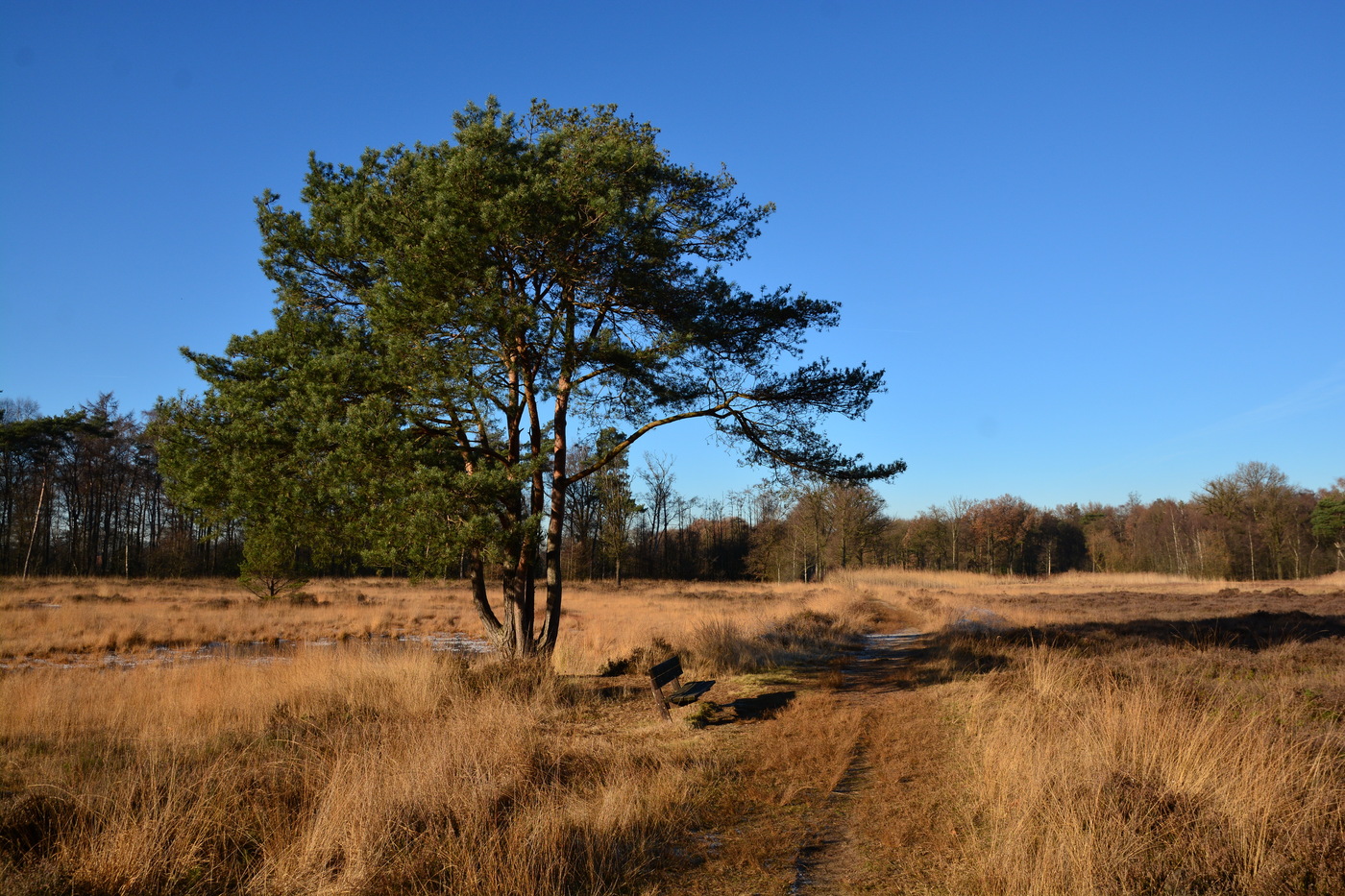Landgoed Klein Bylaer en Kallenbroek Boom met bank