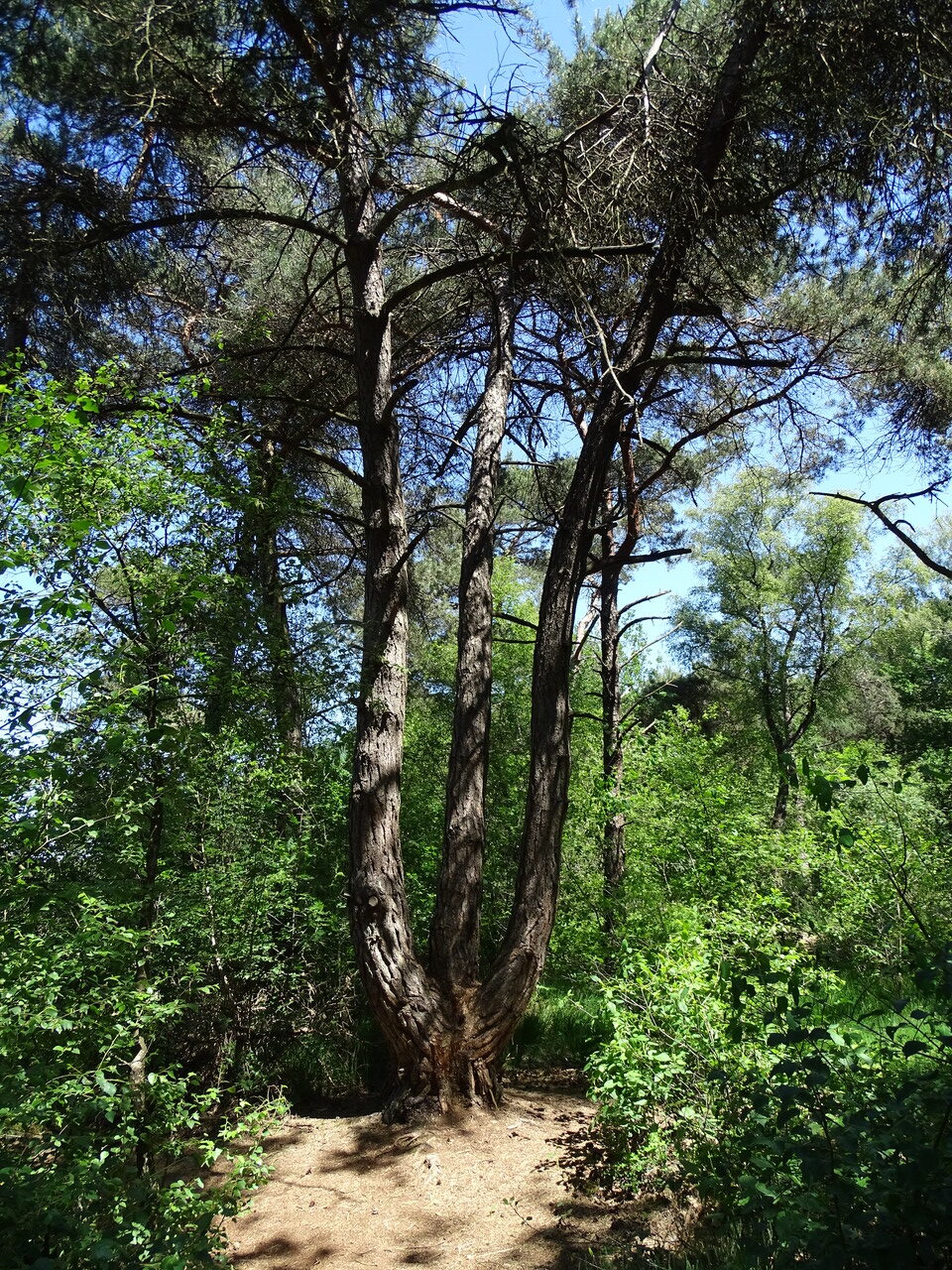 Landgoed Klein Bylaer en Kallenbroek Naaldboom