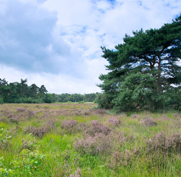 Landgoed Klein Bylaer en Kallenbroek landschap met grote naaldboom