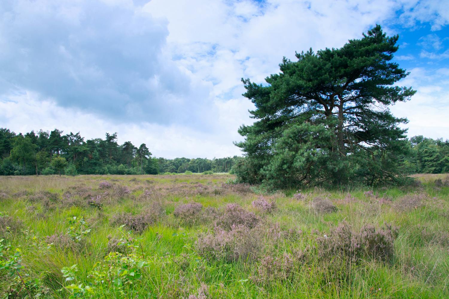 Landgoed Klein Bylaer en Kallenbroek landschap met grote naaldboom