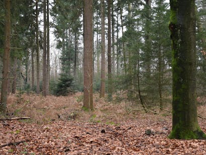 Landgoed Oorsprong en Zilverberg bos