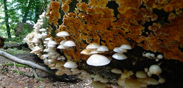 Landgoed Oorsprong en Zilverberg Paddenstoelen