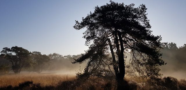 Landgoed Schaffelaar mist boom