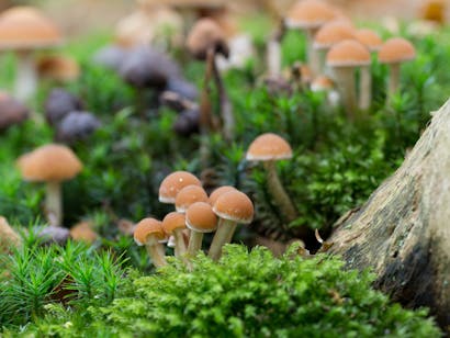 Landgoed Staverden mossen en paddenstoelen