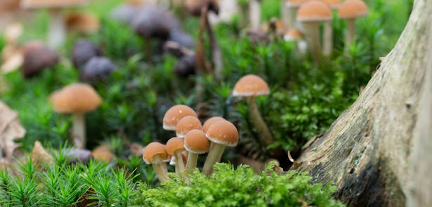 Landgoed Staverden mossen en paddenstoelen