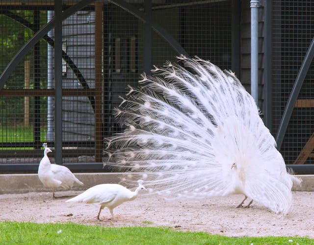 Landgoed Staverden wittepauwen