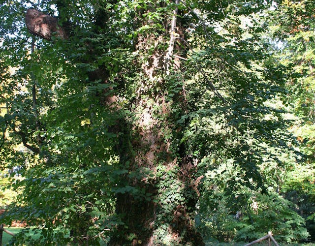Landgoed Vorden grote boom