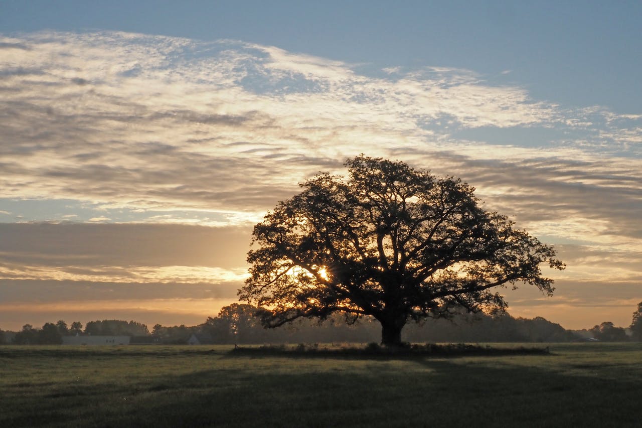 Landgoed Vorden weiland met boom