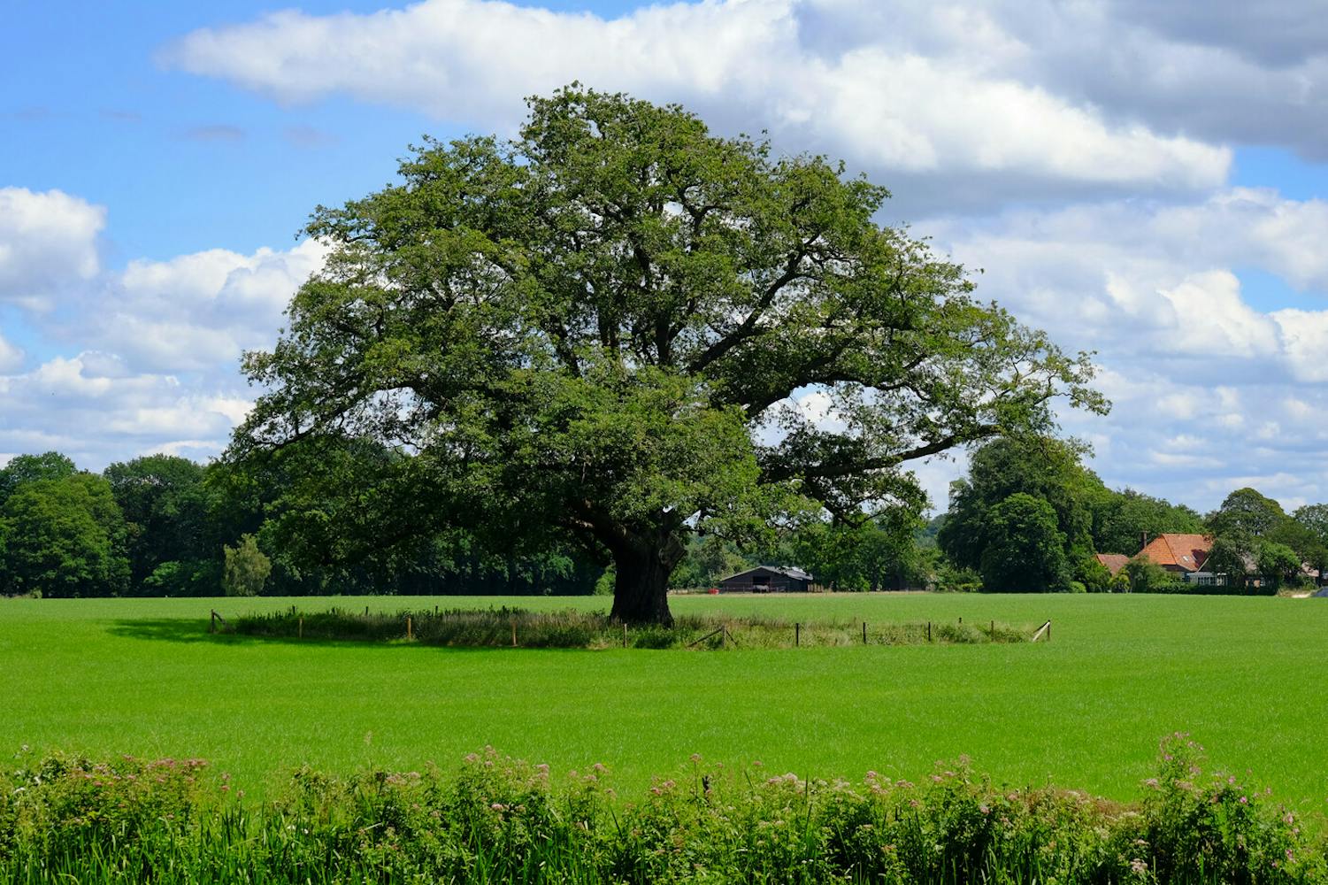 Landgoed Vorden weiland met huis in verte