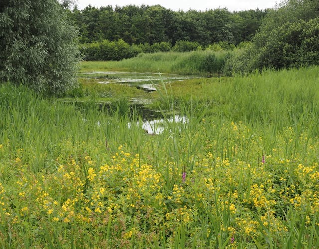 Landgoed Wanninkhof weide met waterplas