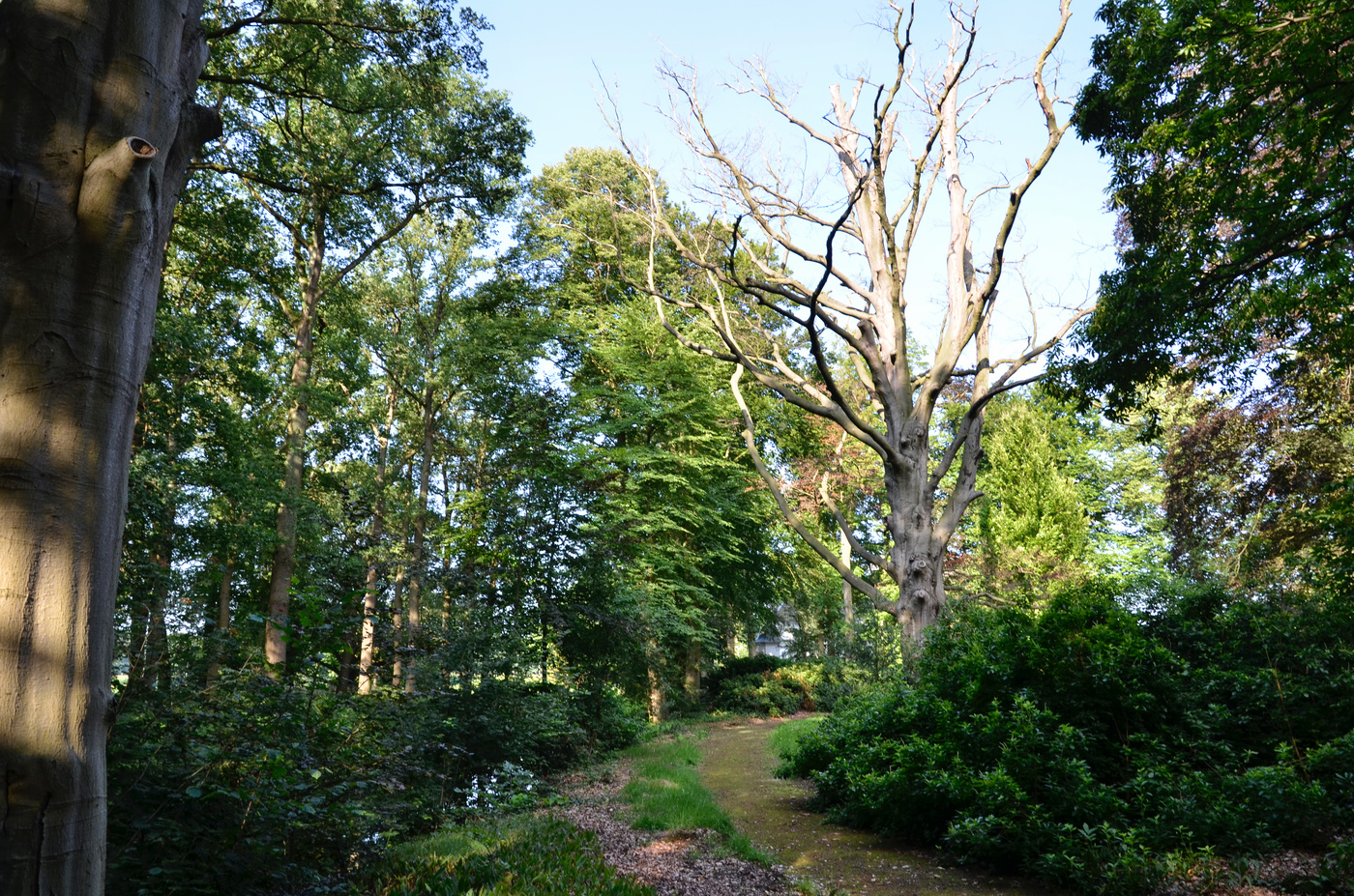 Landgoed 't Velde bomen