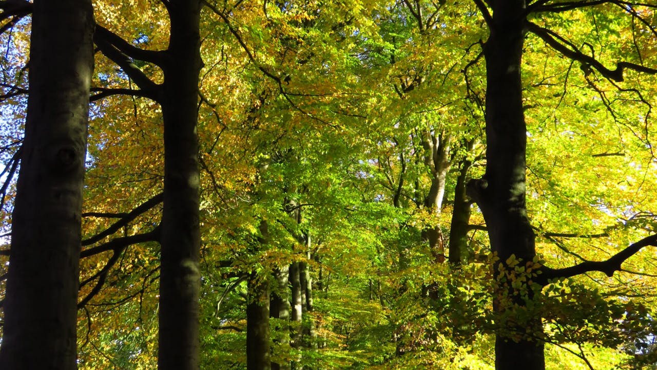 Lichtenbeek en Boschveld; bomenlaan op landgoed Boschveld