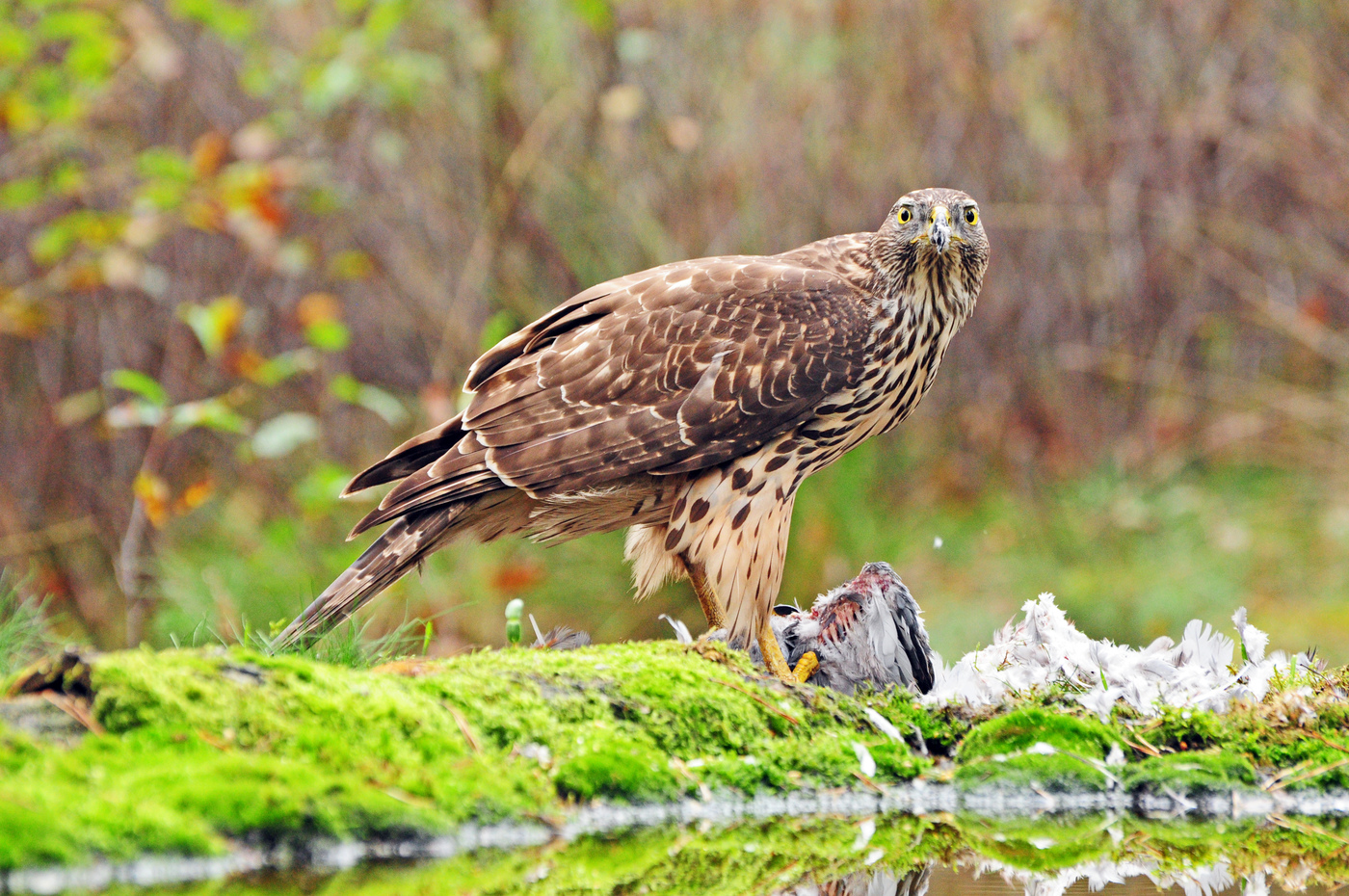 Landgoed Lichtenbeek en Boschveld; havik op prooi