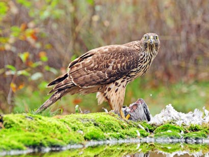 Landgoed Lichtenbeek en Boschveld; havik op prooi
