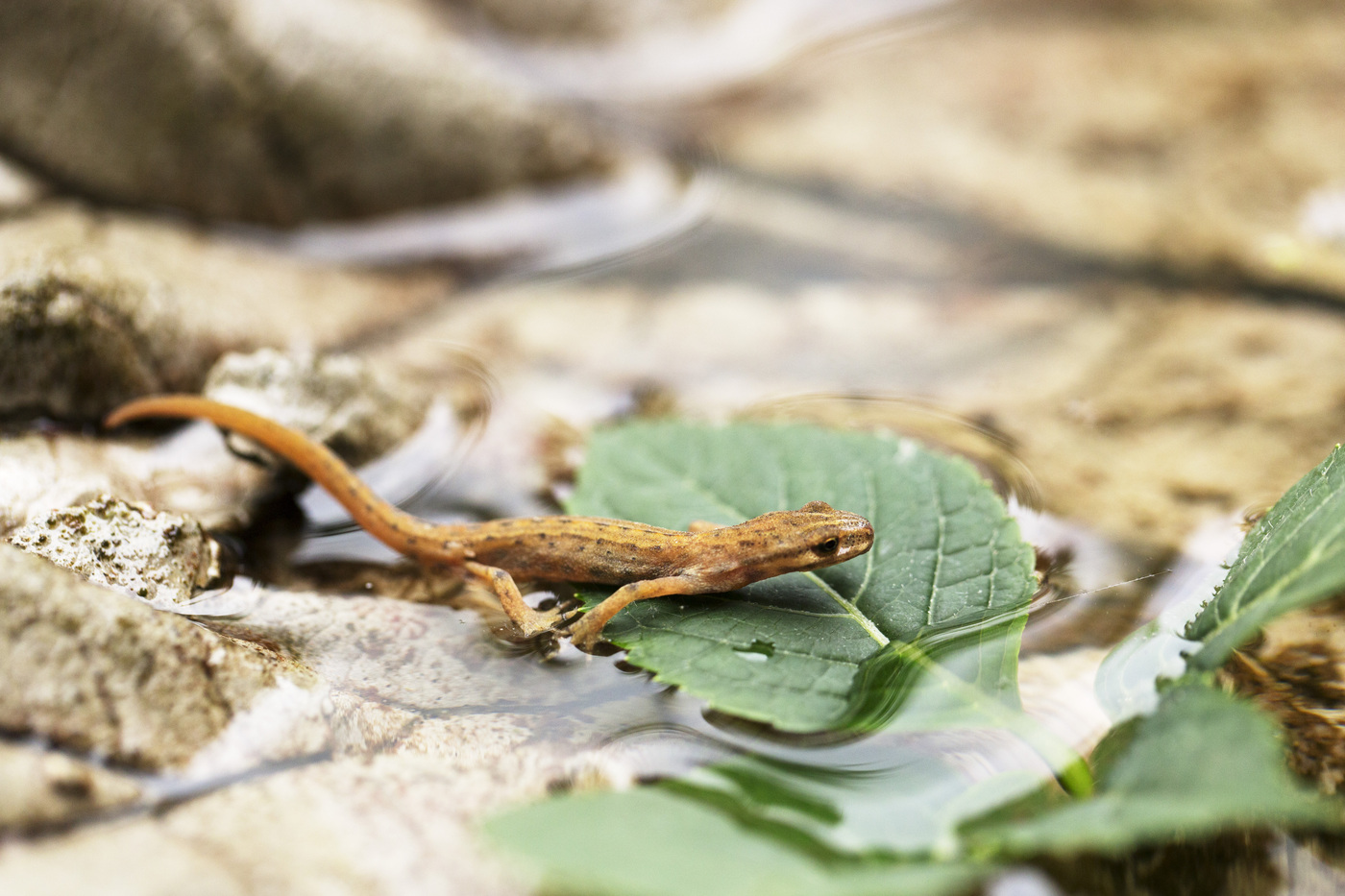 Landgoed Lichtenbeek en Boschveld; kleine watersalamander op een blad in het water