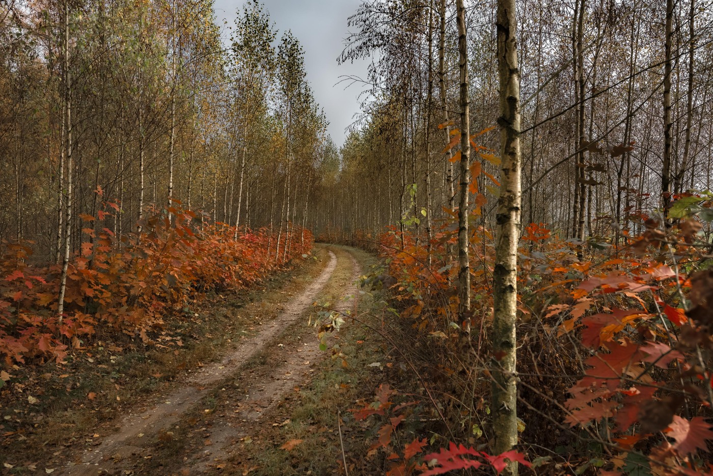 Lochemse Berg herfst