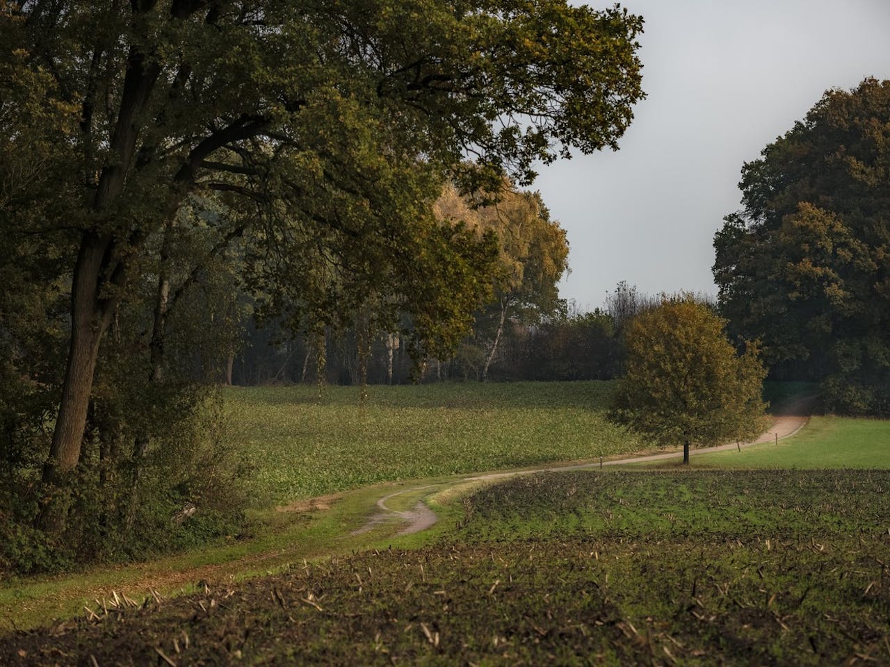 Lochemse Berg Zomer Landschap