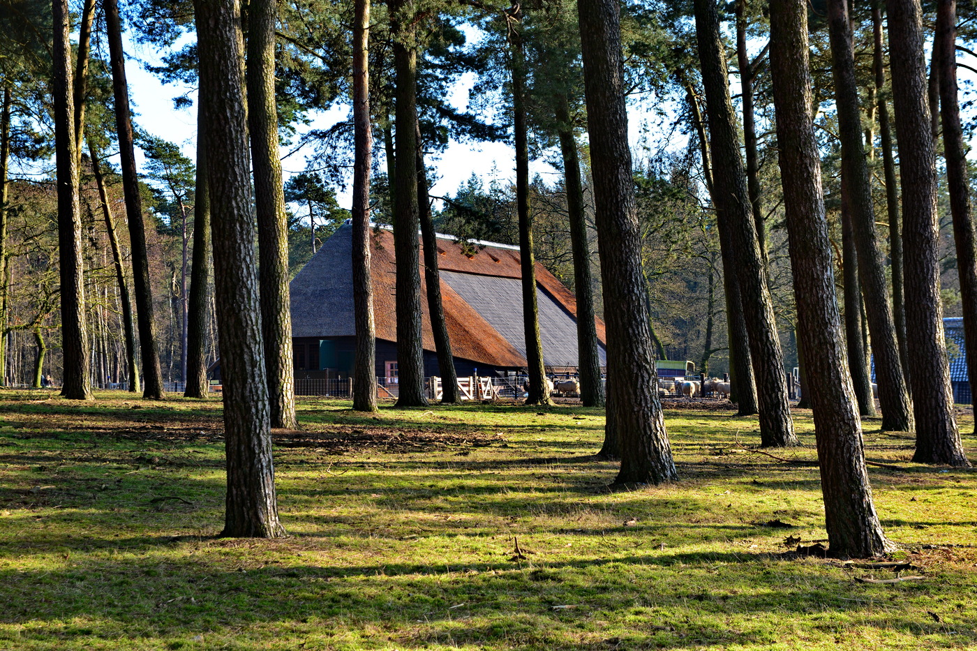 Loenermark Schaapskooi