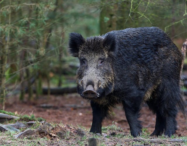 Loenermark Wild zwijn