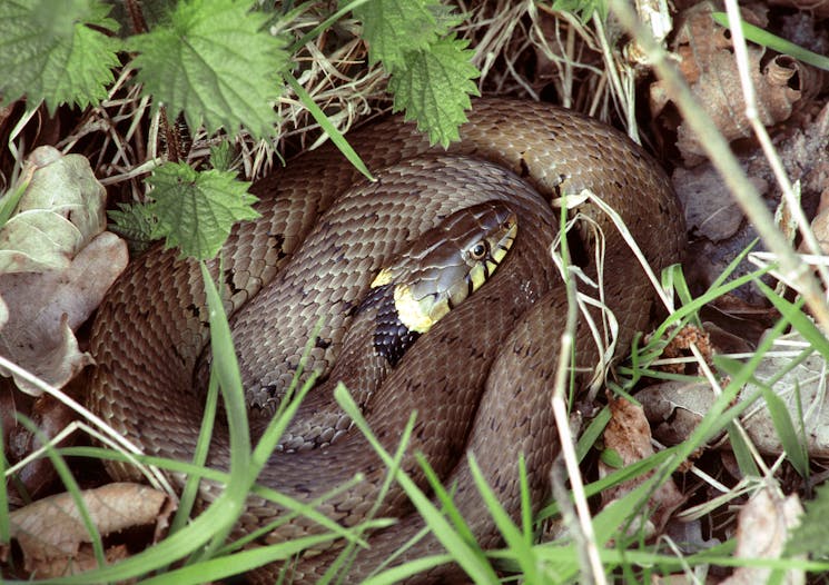 Maneswaard en De Spees ringslang