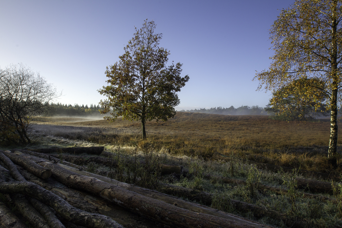 Morena landschap nevel