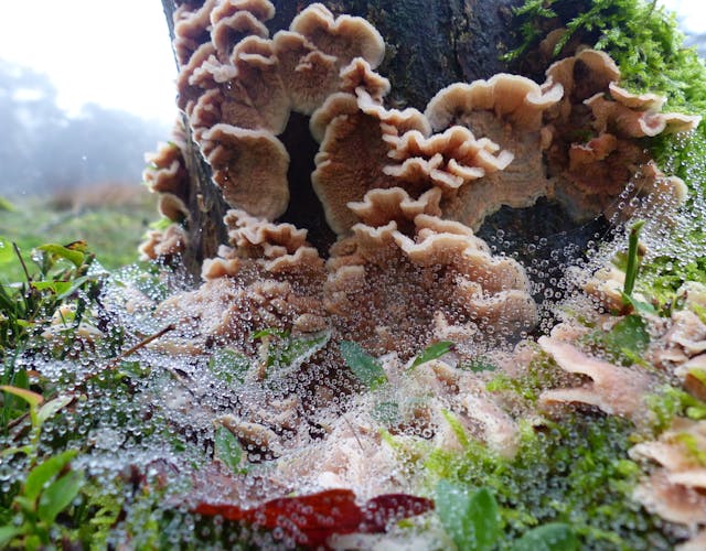 Orderbos paddenstoelen