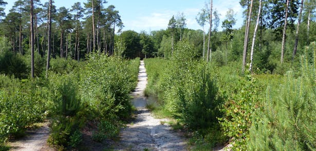 Orderbos bospad