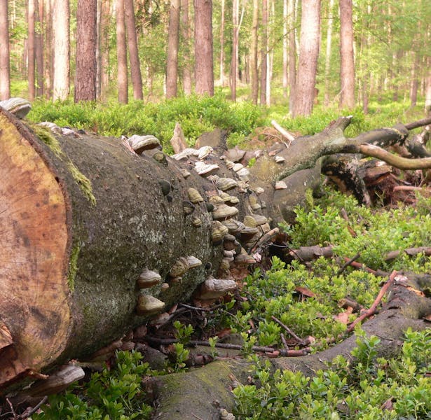 Orderbos omgezaagde boom