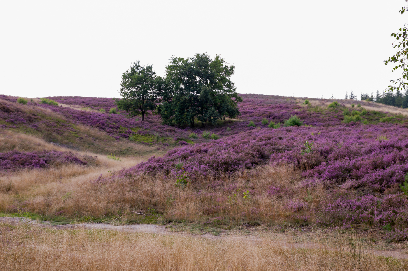Petrea Paarse Heide