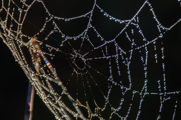 Petrea spinnenweb