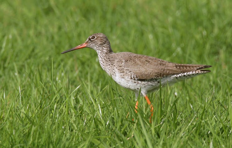 Randwijkse Buitenpolder vogel