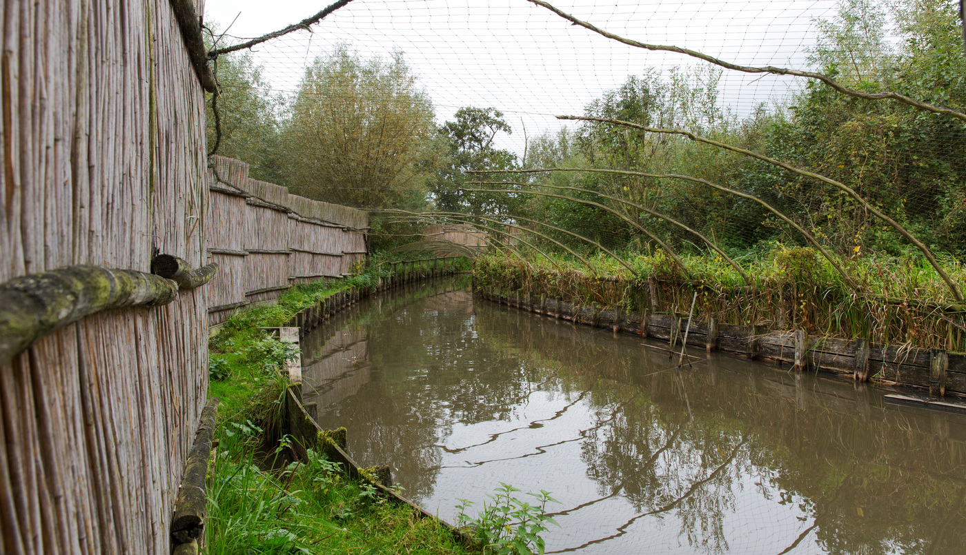 Regulieren Eendenkooi