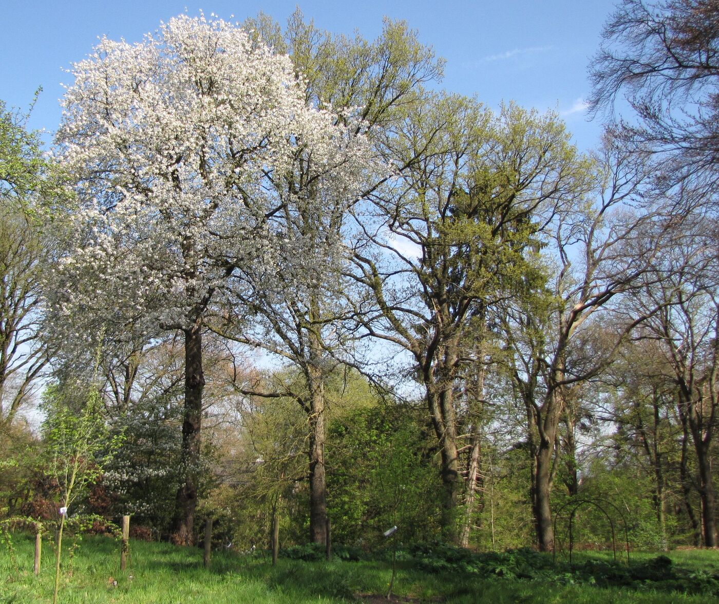 bloesemboom