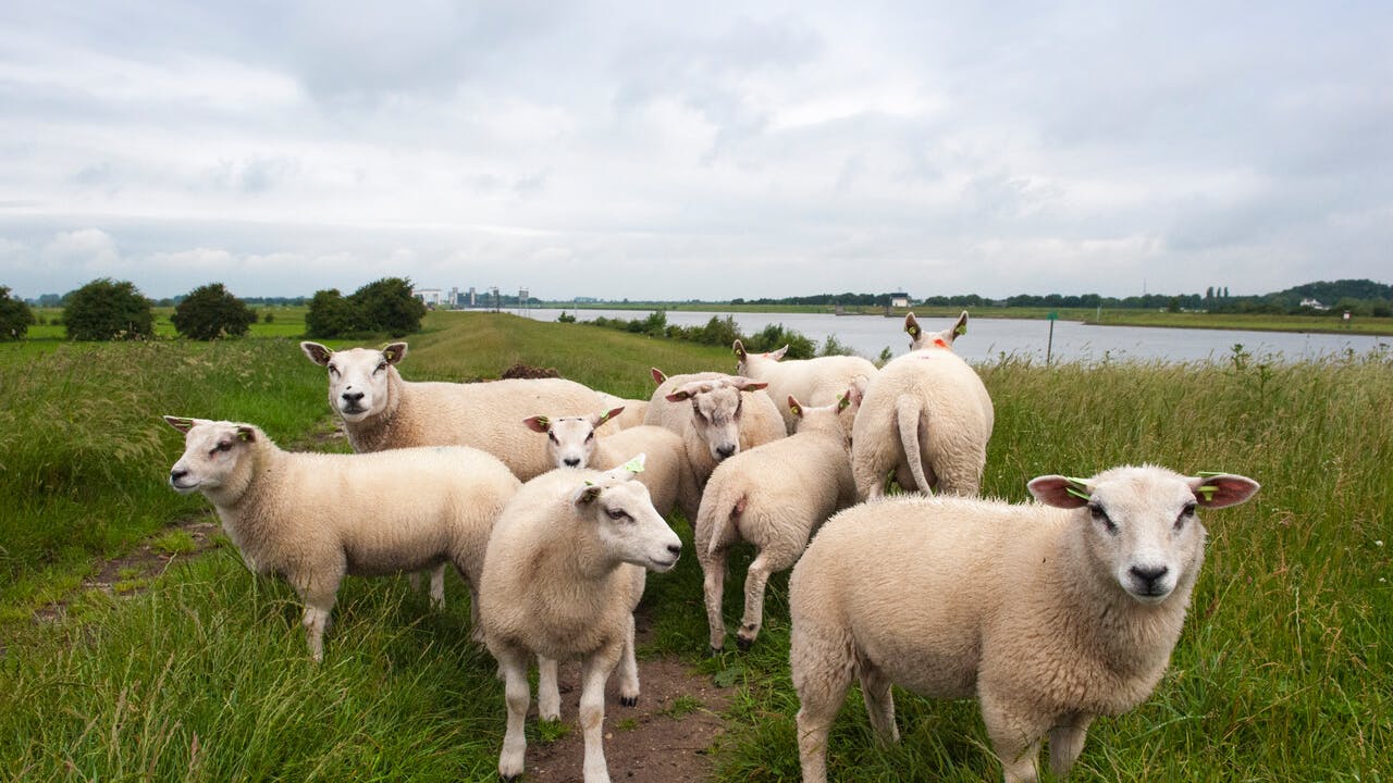 Rijswijkse-Waard-schapen