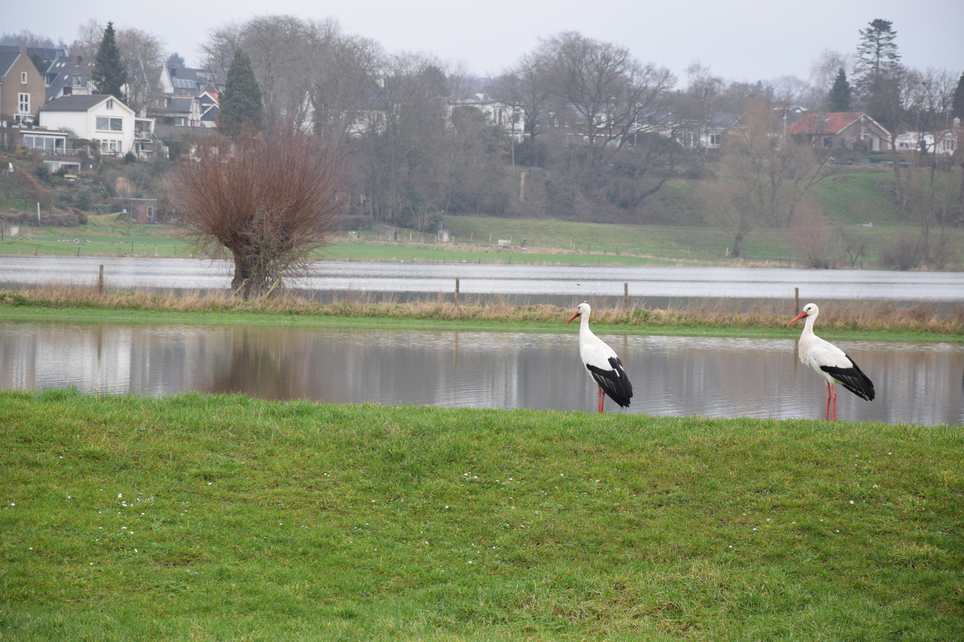 Rosande Polder ooievaar