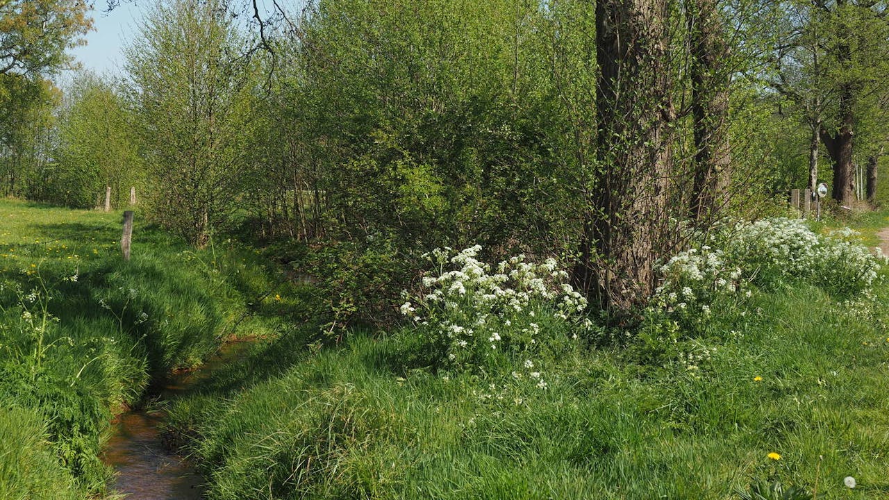 Smallertse Beek en Nijmolense Beek bos