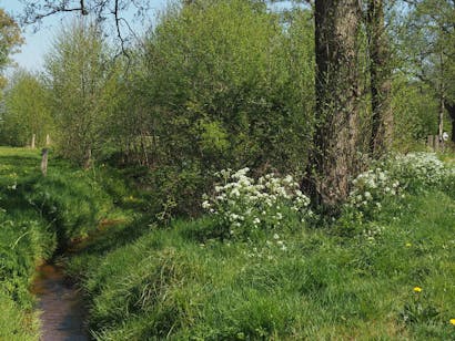 Smallertse Beek en Nijmolense Beek bos