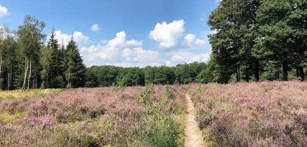 Sysselt heide