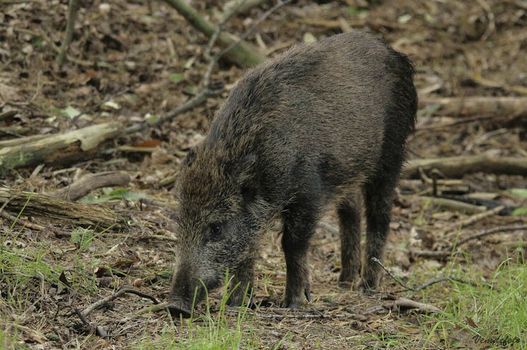 Sysselt Wild Zwijn