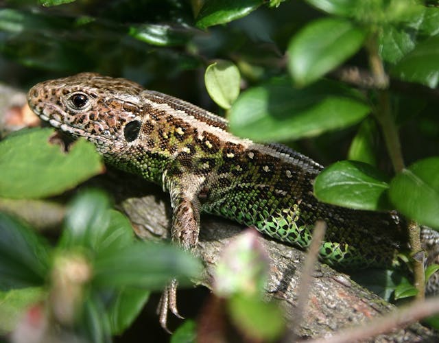 Sysselt zandhagedis